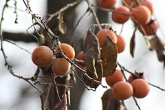 American Persimmon (Diospyros virginiana)